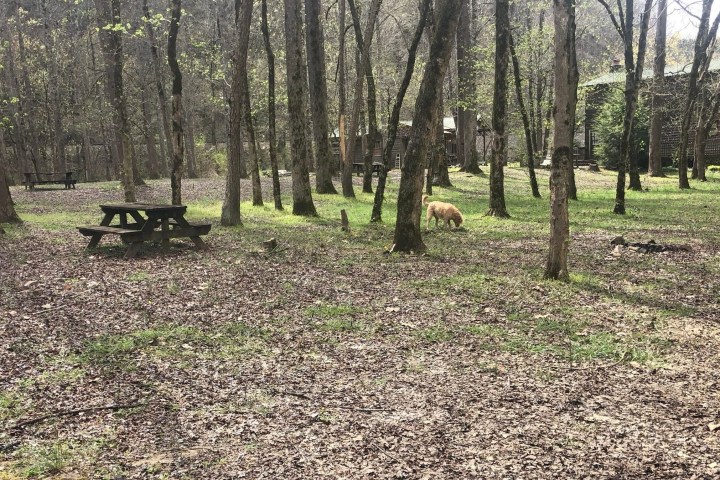 a tree in the middle of a forest